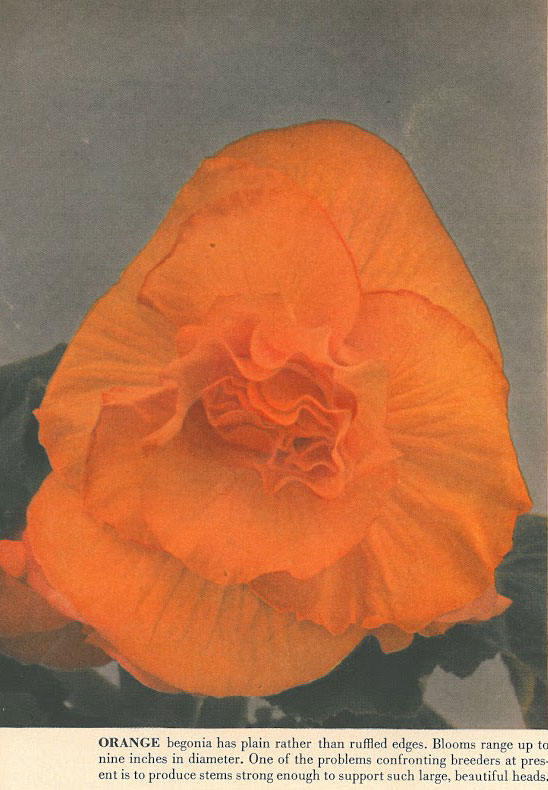 B. ‘Orange’